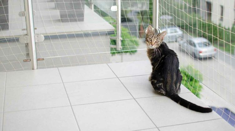 A cosa servono le reti per gatti balcone?