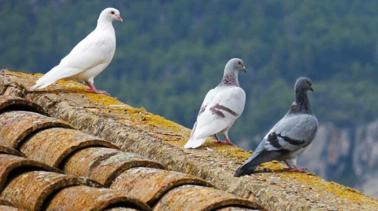 come allontanare i piccioni dal tetto