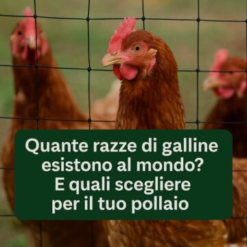 razze di gallina